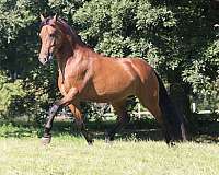 driving-friesian-horse