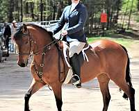 hunt-seat-equitation-friesian-horse