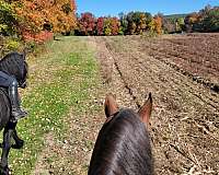 hunter-friesian-horse