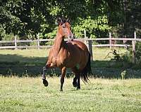 show-experience-friesian-horse