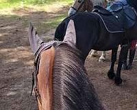 show-winner-friesian-horse