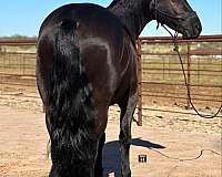 ranch-work-quarter-horse