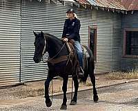 beginner-quarter-horse