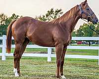 corona-cartel-filly