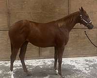 corona-cartel-filly-yearling