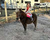 bay-silver-bay-trail-pony