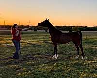 western-dres-arabian-horse