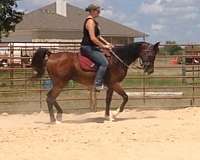 all-around-arabian-horse