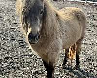 miniature-pony-for-sale