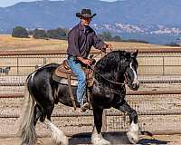 friesian-gypsy-vanner-horse