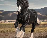 gypsian-gypsy-vanner-horse