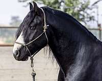 gypsy-vanner-horse