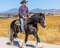 western-pleasure-gypsy-vanner-horse