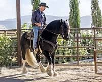 stallion-gypsy-vanner-horse