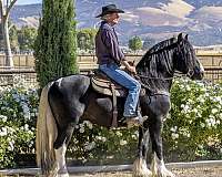 breeding-gypsy-vanner-horse