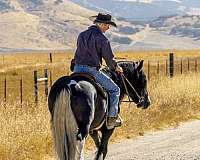 western-riding-gypsy-vanner-horse