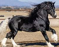 friesian-horse