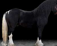 gypsy-horse