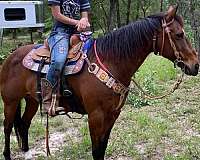 14-hand-quarter-horse-gelding