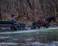 all-around-friesian-horse