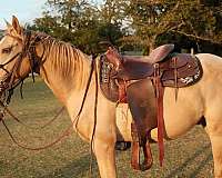 palomino-gelding