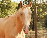 palomino-horse-for-sale