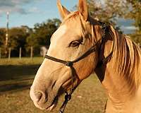 palomino-horse