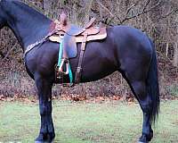 all-around-friesian-horse