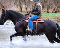 athletic-friesian-horse