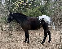 reining-appaloosa-pinto-horse