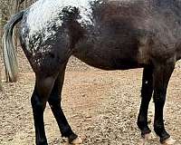 trained-appaloosa-pinto-horse