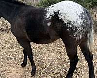 pole-appaloosa-pinto-horse