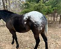 trained-appaloosa-pinto-horse