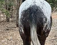 bay-roan-white-blanket-with-spots-horse