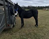 friesian-colt