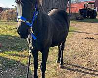 friesian-horse