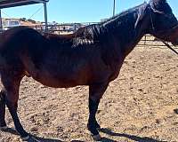 quarter-horse-for-sale