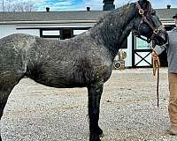 morgan-mare-gypsy-vanner-horse