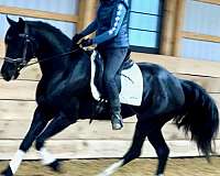 all-around-friesian-horse