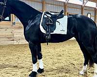 balanced-friesian-horse