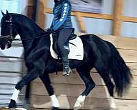 baroque-friesian-horse