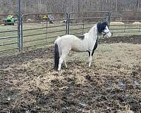 cutting-bred-shetland-pony