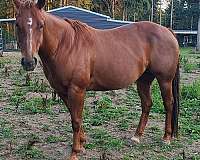 14-hand-quarter-horse