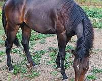 14-hand-quarter-horse-gelding