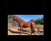 bay-mustang-gelding