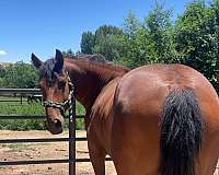 bay-gelding-for-sale