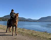 all-around-icelandic-horse