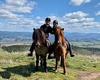 endurance-icelandic-horse