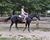 barrel-trail-riding-quarter-horse