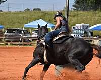 black-barrel-trail-riding-horse